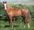 SCW LADY OSTELLA DILLAR